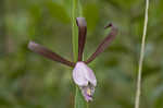 Rosebud orchid